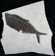 Dark Diplomystus Fossil Fish - Utah #6911-3